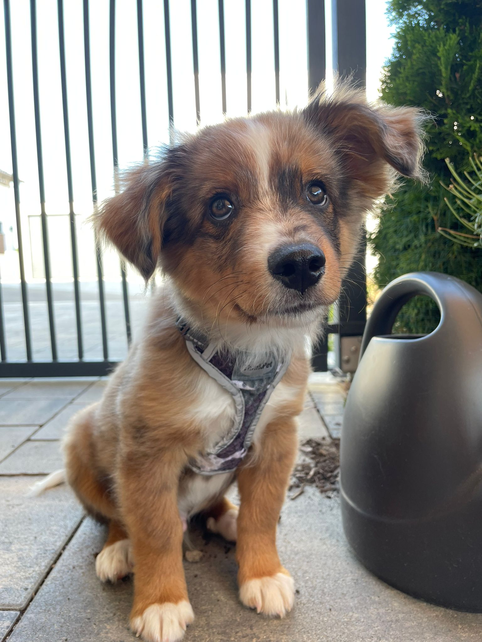 Australian Shepherd Mini