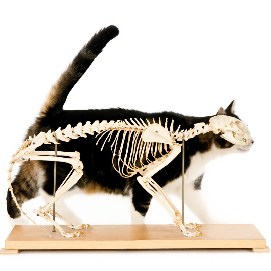 Anatomie der Katze