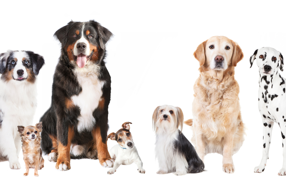 Hunde