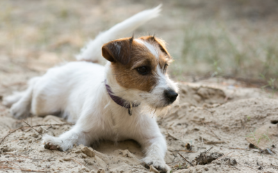 Jack Russell Terrier