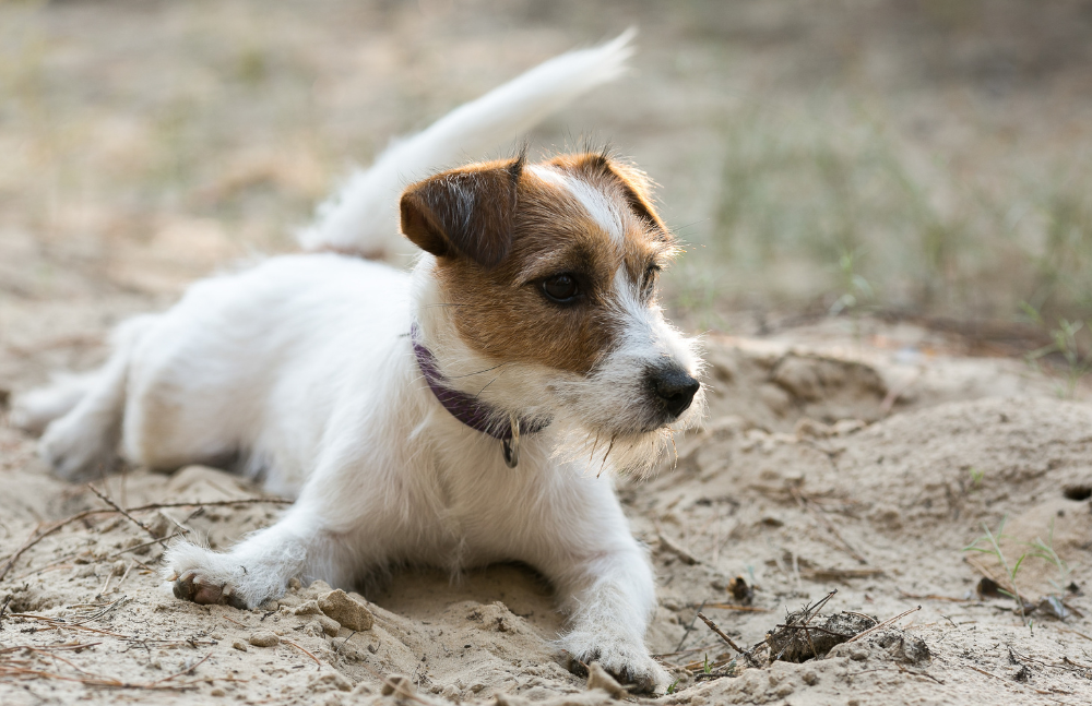 Jack Russell Terrier