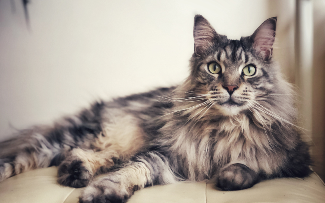 Maine Coon Katze