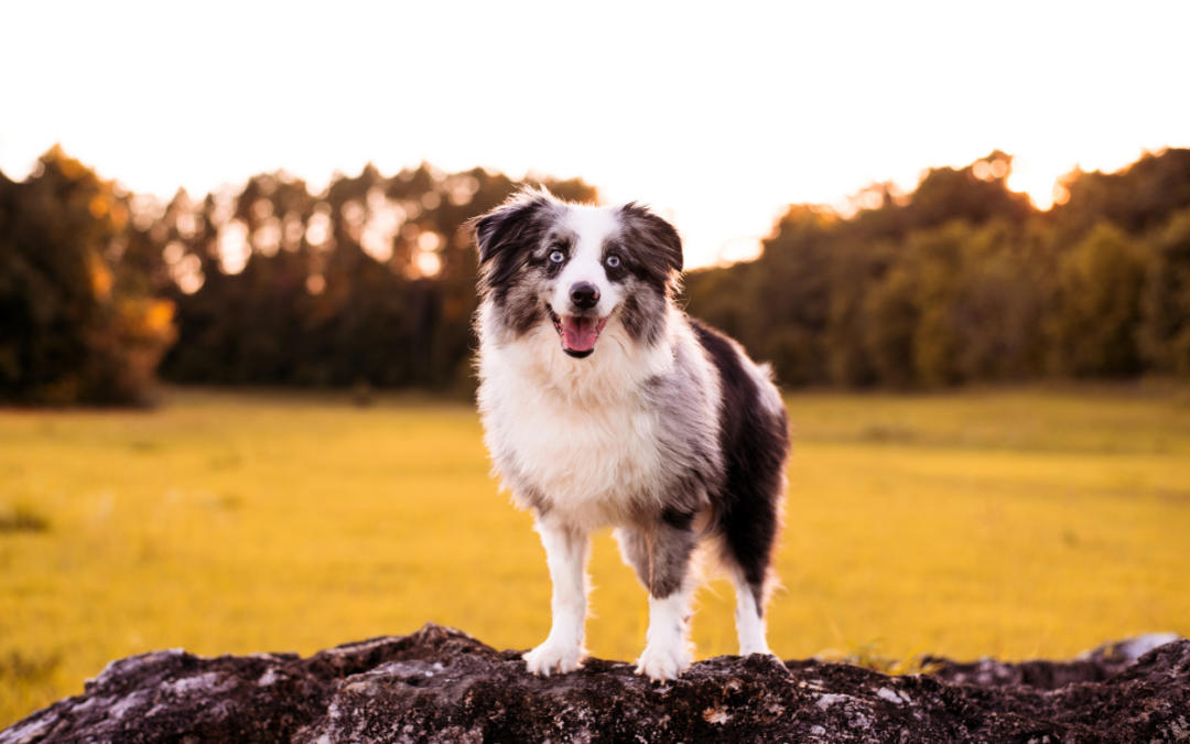 Australian Shepherd Mini