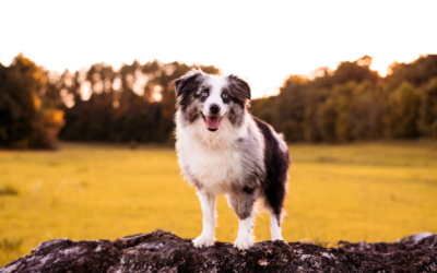 Australian Shepherd Mini