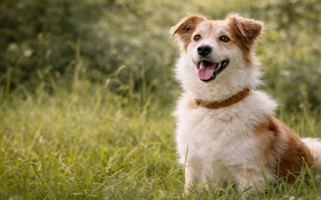 Hund sitzt in einer grünen Wiese und blickt aufmerksam in die Umgebung