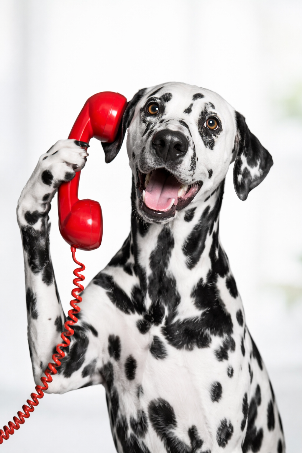 Dalmatiner mit Telefonhörer – Kontakt