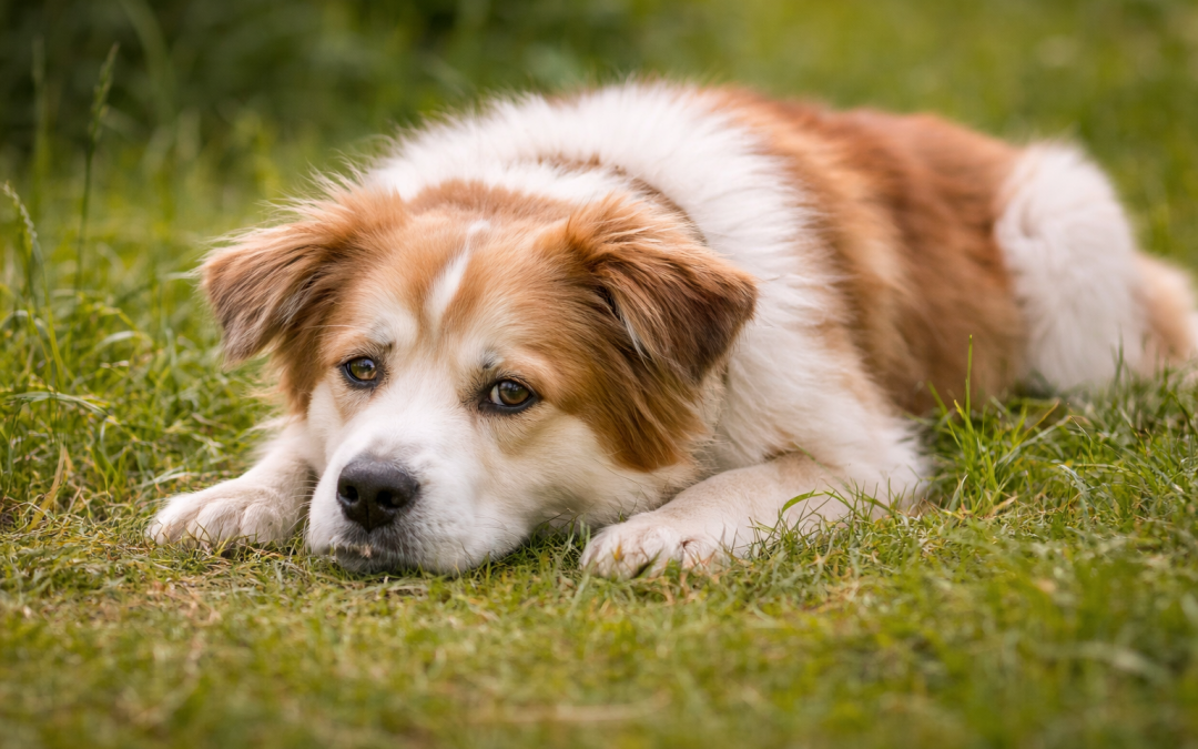 Hund liegt erschöpft im Gras und wirkt müde aufgrund von Magen-Darm-Beschwerden