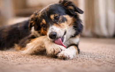 Hund leckt Pfote – was tun?