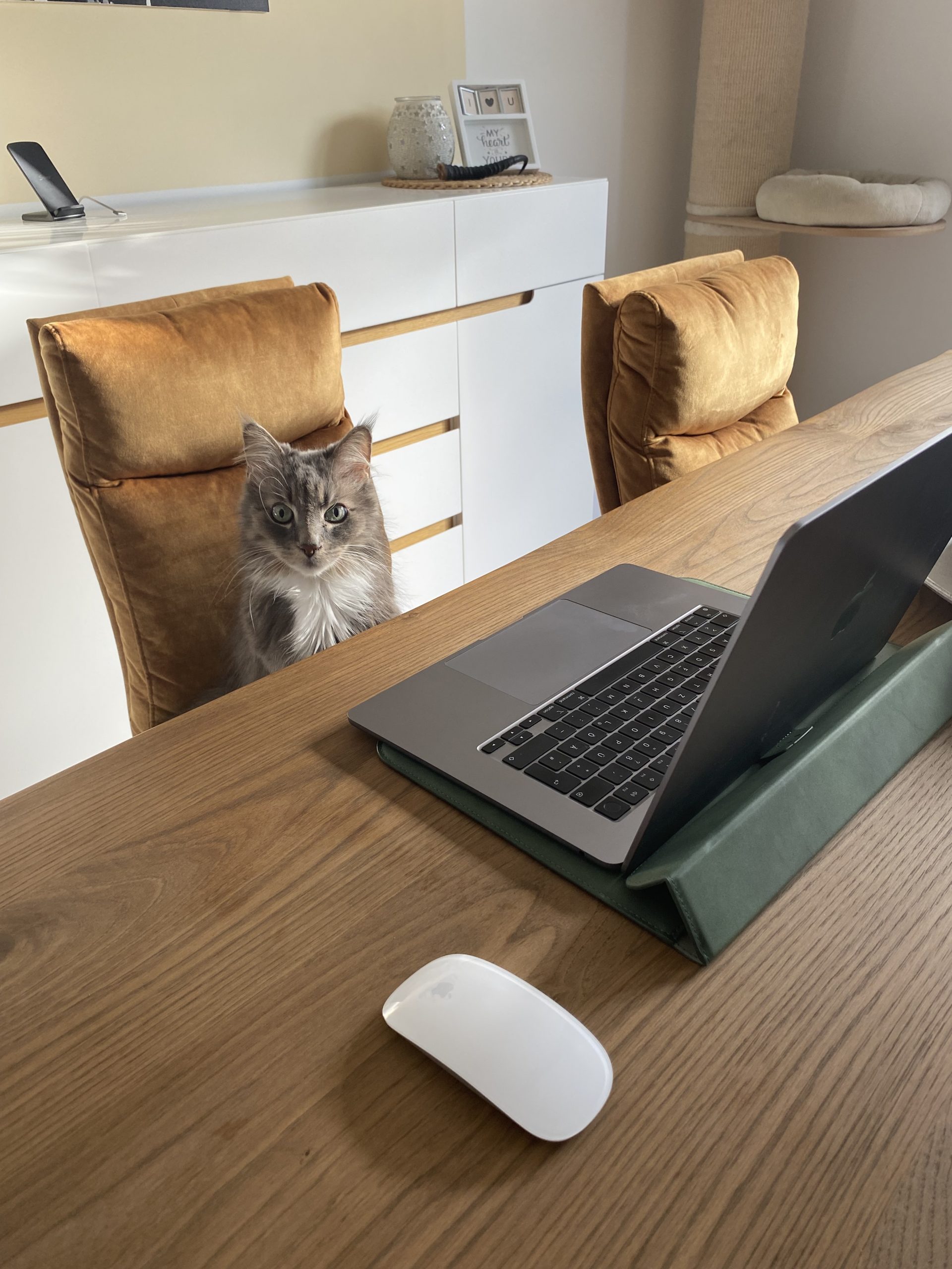Teamarbeit mit Herz für Hunde und Katzen