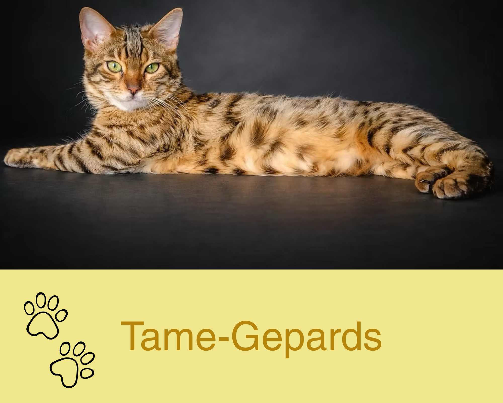 Tame Gepards Bengalen Zucht