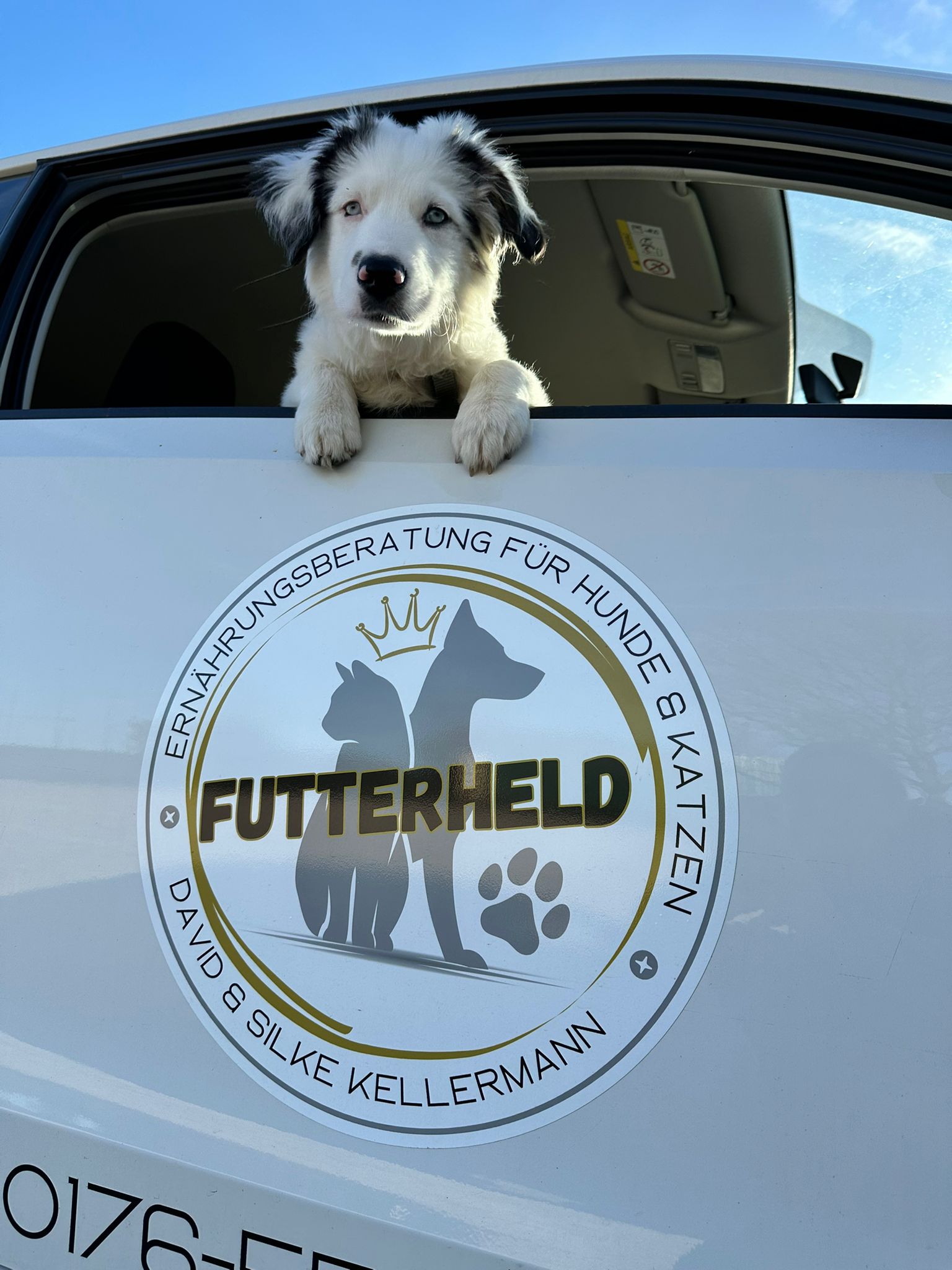 Welpe entdeckt seine Umgebung – Tipps für Welpenbesitzer